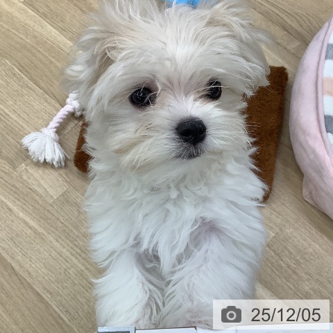 東京都のマルチーズ (ペットプラス 日の出店/2025年9月9日生まれ/女の子/ホワイト)の子犬の4枚目の画像