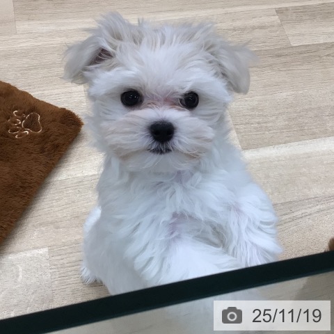東京都のマルチーズ (ペットプラス 日の出店/2025年9月9日生まれ/女の子/ホワイト)の子犬の3枚目の画像