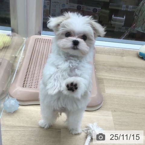 マルチーズの写真