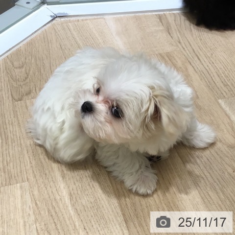 東京都のマルチーズ (ペットプラス むさし村山店/2025年9月9日生まれ/女の子/ホワイト)の子犬の3枚目の画像