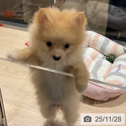 埼玉県のポメラニアン (ペットプラス コクーンシティ店/2025年9月13日生まれ/女の子/クリーム)の子犬の4枚目の画像