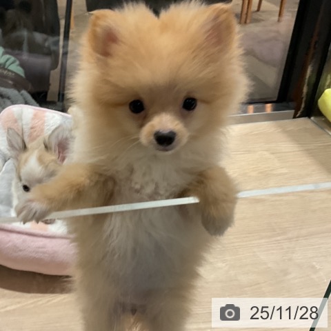 埼玉県のポメラニアン (ペットプラス コクーンシティ店/2025年9月13日生まれ/女の子/クリーム)の子犬の3枚目の画像