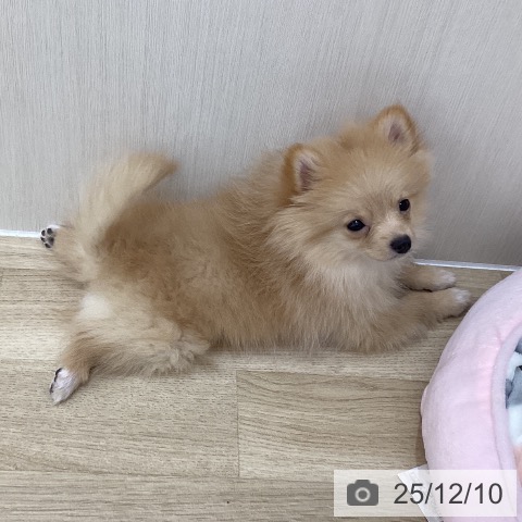 群馬県のポメラニアン (ペットプラス 前橋店/2025年9月13日生まれ/女の子/クリーム)の子犬の4枚目の画像