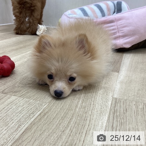 群馬県のポメラニアン (ペットプラス 前橋店/2025年9月13日生まれ/女の子/クリーム)の子犬の3枚目の画像