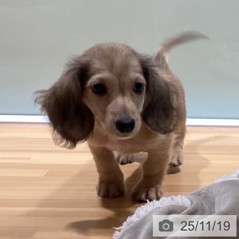 ミニチュア・ダックスフンドの写真