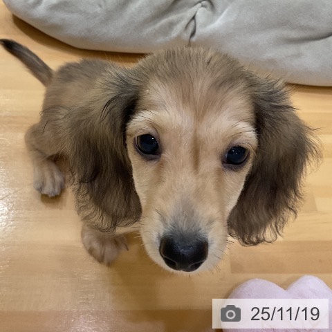 ミニチュア・ダックスフンドの写真