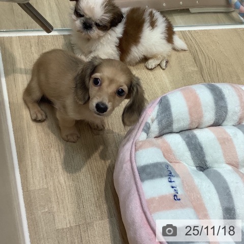 ミニチュア・ダックスフンドの写真