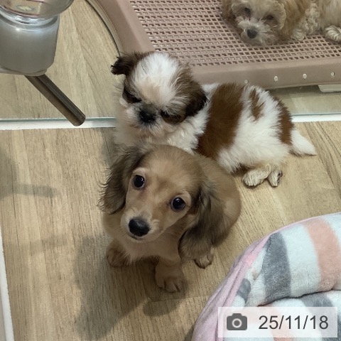 ミニチュア・ダックスフンドの写真