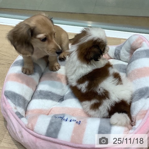 ミニチュア・ダックスフンドの写真