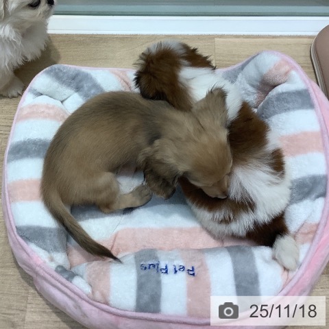 ミニチュア・ダックスフンドの写真