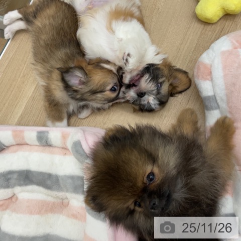 福島県のシーズー (ペットプラス 福島店/2025年9月17日生まれ/男の子/ホワイトゴールド)の子犬の4枚目の画像