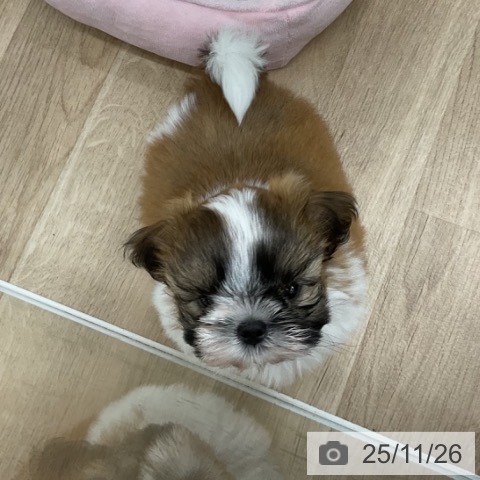 福島県のシーズー (ペットプラス 福島店/2025年9月17日生まれ/男の子/ホワイトゴールド)の子犬の3枚目の画像