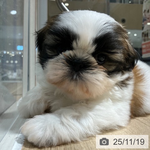 シー・ズーの写真