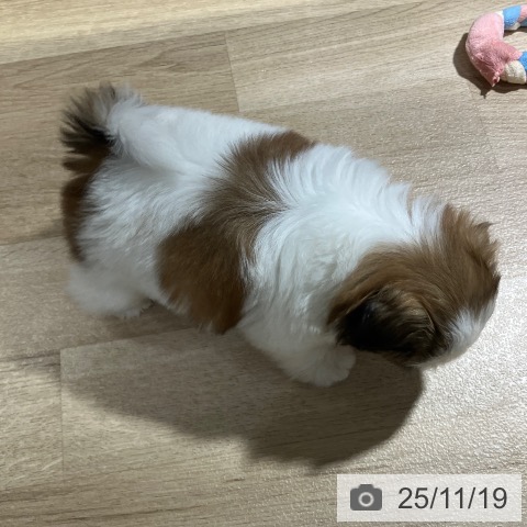 シー・ズーの写真