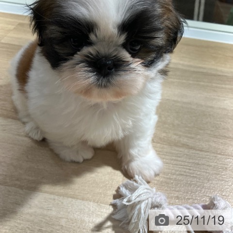 シー・ズーの写真