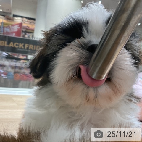 シー・ズーの写真