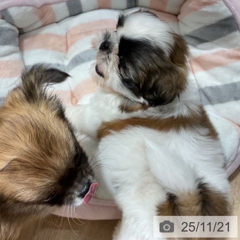 シー・ズーの写真