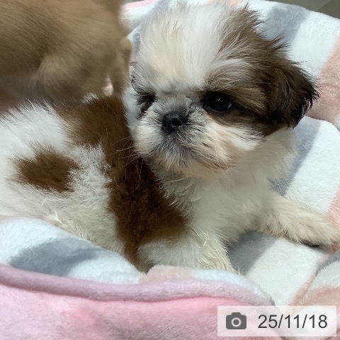 シー・ズーの写真