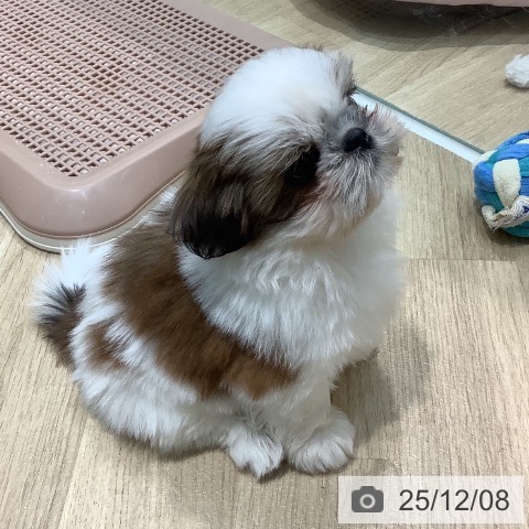 埼玉県のシーズー (ペットプラス ららぽーと新三郷店/2025年9月17日生まれ/女の子/ホワイトゴールド)の子犬の4枚目の画像