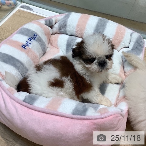 シー・ズーの写真