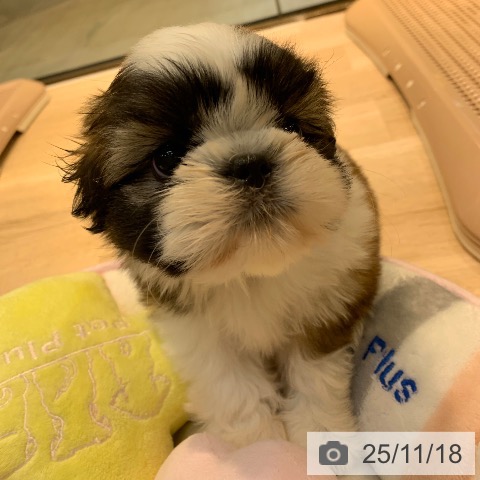 シー・ズーの写真