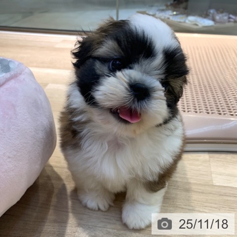 シー・ズーの写真