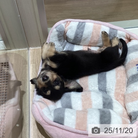 宮城県のミニチュアダックスフンド(ロング) (ペットプラス 仙台上杉店/2025年9月16日生まれ/男の子/ブラックイエロー)の子犬の4枚目の画像