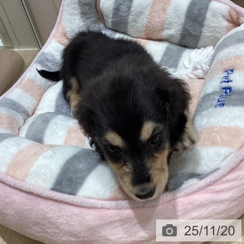 宮城県のミニチュアダックスフンド(ロング) (ペットプラス 仙台上杉店/2025年9月16日生まれ/男の子/ブラックイエロー)の子犬の3枚目の画像