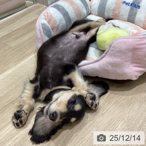 宮城県のミニチュアダックスフンド(ロング) (ペットプラス 仙台上杉店/2025年9月16日生まれ/男の子/ブラックイエロー)の子犬の4枚目の画像