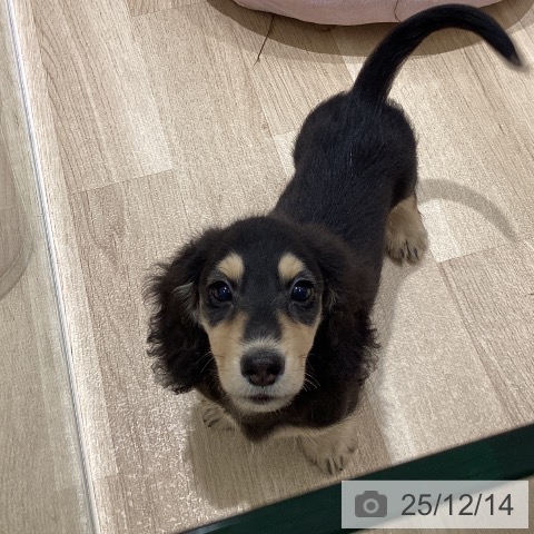 宮城県のミニチュアダックスフンド(ロング) (ペットプラス 仙台上杉店/2025年9月16日生まれ/男の子/ブラックイエロー)の子犬の3枚目の画像