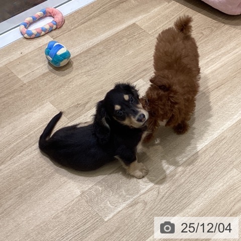 東京都のミニチュアダックスフンド(ロング) (ペットプラス MARK IS 葛飾かなまち店/2025年9月16日生まれ/男の子/ブラックイエロー)の子犬の4枚目の画像