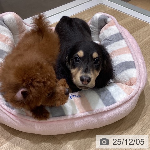 東京都のミニチュアダックスフンド(ロング) (ペットプラス MARK IS 葛飾かなまち店/2025年9月16日生まれ/男の子/ブラックイエロー)の子犬の3枚目の画像