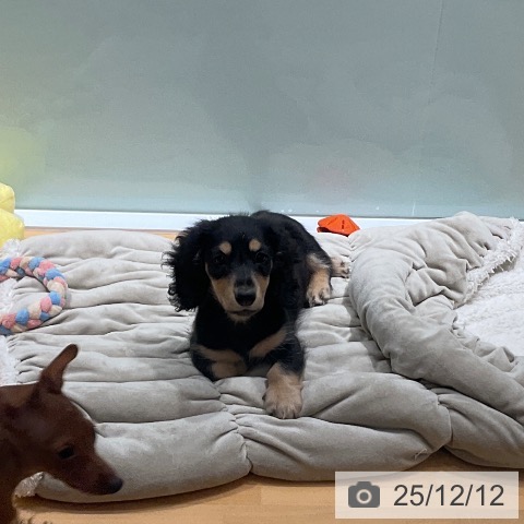 埼玉県のミニチュアダックスフンド(ロング) (ペットプラス 与野店/2025年9月16日生まれ/女の子/ブラックイエロー)の子犬の3枚目の画像