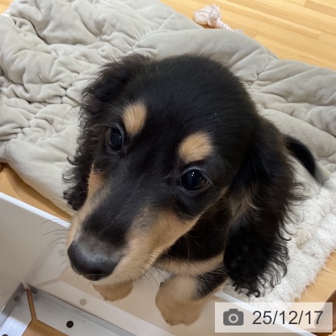 埼玉県のミニチュアダックスフンド(ロング) (ペットプラス 与野店/2025年9月16日生まれ/女の子/ブラックイエロー)の子犬の3枚目の画像