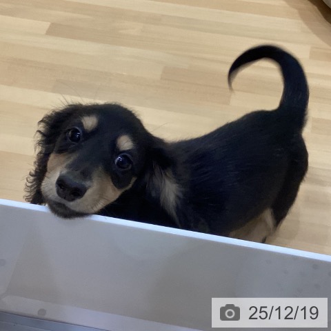 埼玉県のミニチュアダックスフンド(ロング) (ペットプラス 与野店/2025年9月16日生まれ/女の子/ブラックイエロー)の子犬の4枚目の画像