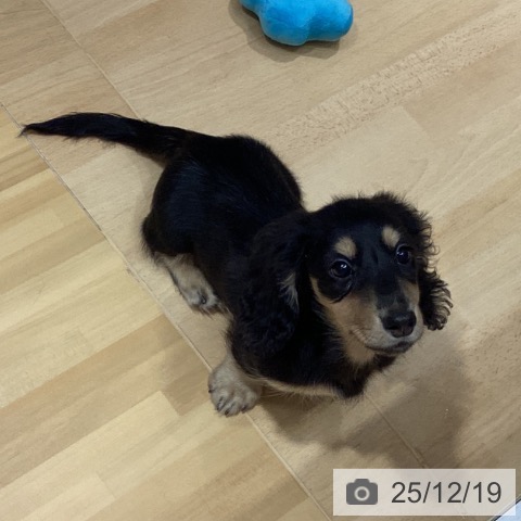 埼玉県のミニチュアダックスフンド(ロング) (ペットプラス 与野店/2025年9月16日生まれ/女の子/ブラックイエロー)の子犬の3枚目の画像