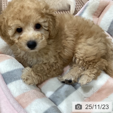 トイ・プードルの写真