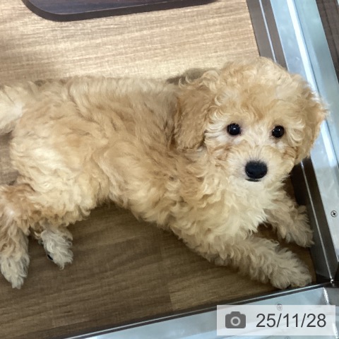 トイ・プードルの写真