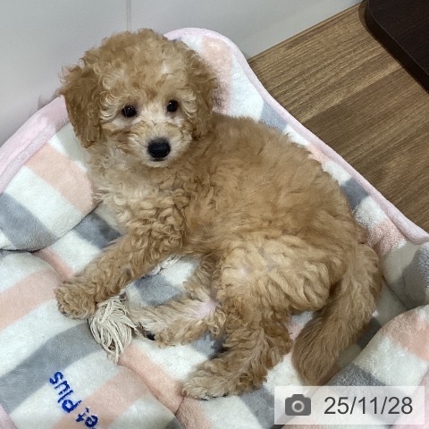 トイ・プードルの写真