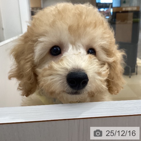 徳島県のトイプードル(トイ) (ペットプラス 徳島店/2025年9月10日生まれ/男の子/アプリコット)の子犬の4枚目の画像