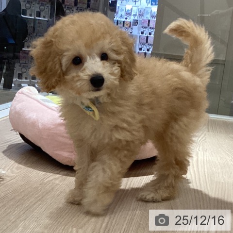 徳島県のトイプードル(トイ) (ペットプラス 徳島店/2025年9月10日生まれ/男の子/アプリコット)の子犬の3枚目の画像