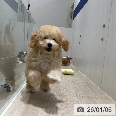 徳島県のトイプードル(トイ) (ペットプラス 徳島店/2025年9月10日生まれ/男の子/アプリコット)の子犬の3枚目の画像