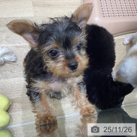 岩手県のヨークシャーテリア (ペットプラス 盛岡南店/2025年9月17日生まれ/女の子/スチールブルータン)の子犬の3枚目の画像