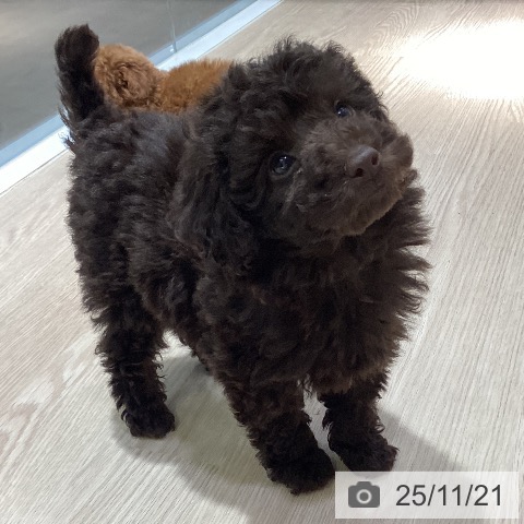 岡山県のトイプードル(トイ) (ペットプラス 岡山店/2025年9月17日生まれ/男の子/ブラウン)の子犬の4枚目の画像