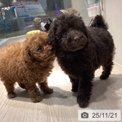 岡山県のトイプードル(トイ) (ペットプラス 岡山店/2025年9月17日生まれ/男の子/ブラウン)の子犬の3枚目の画像