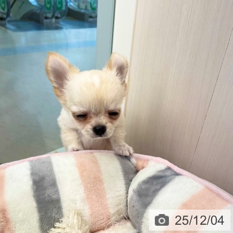 愛媛県のチワワ(ロング) (ペットプラス 新居浜店/2025年9月17日生まれ/男の子/クリームホワイト)の子犬の4枚目の画像