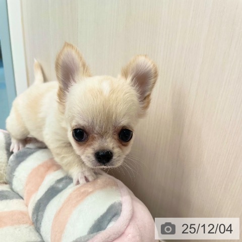 愛媛県のチワワ(ロング) (ペットプラス 新居浜店/2025年9月17日生まれ/男の子/クリームホワイト)の子犬の3枚目の画像