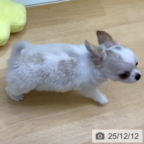 香川県のチワワ(ロング) (ペットプラス 綾川店/2025年9月17日生まれ/男の子/ホワイトクリーム)の子犬の4枚目の画像