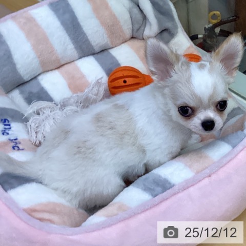 香川県のチワワ(ロング) (ペットプラス 綾川店/2025年9月17日生まれ/男の子/ホワイトクリーム)の子犬の3枚目の画像