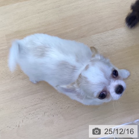 香川県のチワワ(ロング) (ペットプラス 綾川店/2025年9月17日生まれ/男の子/ホワイトクリーム)の子犬の3枚目の画像